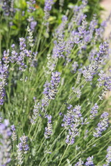 Blossom of Lavender, Lavandula angustifolia, Lavandula officinalis 