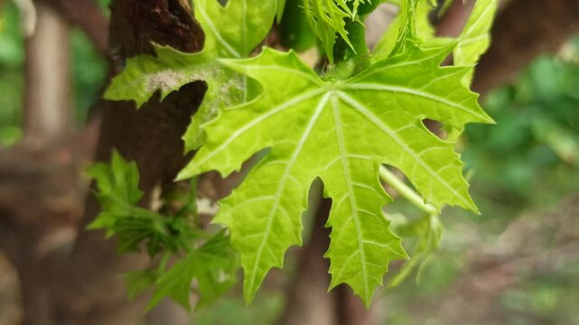 iodine leaves