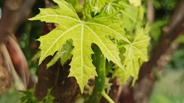 iodine leaves