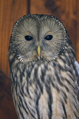 White-tailed eagle kept in an aviary.
