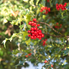 Foliage of Ilex aquifolium with variegated leaves, Christmas english holly plant
