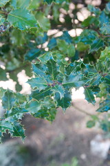 Foliage of Ilex aquifolium with variegated leaves, Christmas english holly plant