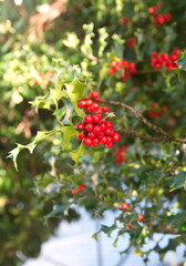 Obraz premium Foliage of Ilex aquifolium with red berries, Christmas english holly plant