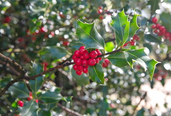 Foliage of Ilex aquifolium with red berries, Christmas english holly plant