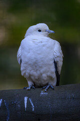 Two-colored pigeon sitting on a branch.
