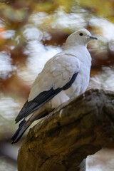 Two-colored pigeon sitting on a branch.
