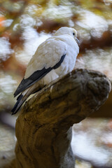 Two-colored pigeon sitting on a branch.
