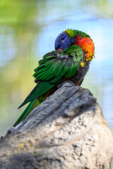 A mountain lory parrot sleeps on a branch in an outdoor aviary.
