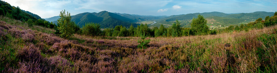 Panorama of flowering heather in the mountains. Nature with green hills and flowering heather...