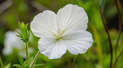 White Geranium Flower Macro Photography, Polypetalous Corolla, Delicate Petals, Natural Light, Closeup