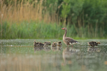 Gęgawa, gęś gęgawa,  (Anser anser) greylag goose © Bartosz Rakoczy