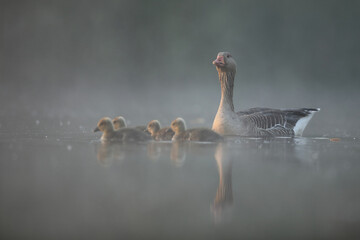 Gęgawa, gęś gęgawa,  (Anser anser) greylag goose © Bartosz Rakoczy