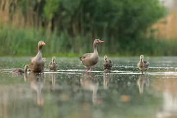 Gęgawa, gęś gęgawa,  (Anser anser) greylag goose © Bartosz Rakoczy