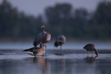 Gęgawa, gęś gęgawa,  (Anser anser) greylag goose © Bartosz Rakoczy