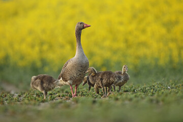 Gęgawa, gęś gęgawa,  (Anser anser) greylag goose © Bartosz Rakoczy