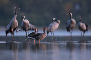 Gęgawa, gęś gęgawa,  (Anser anser) greylag goose © Bartosz Rakoczy