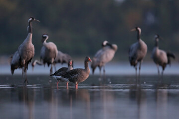 Gęgawa, gęś gęgawa,  (Anser anser) greylag goose © Bartosz Rakoczy