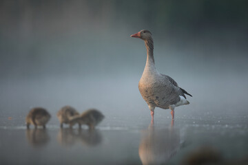 Gęgawa, gęś gęgawa,  (Anser anser) greylag goose © Bartosz Rakoczy