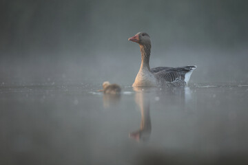 Gęgawa, gęś gęgawa,  (Anser anser) greylag goose © Bartosz Rakoczy