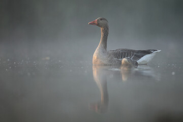 Gęgawa, gęś gęgawa,  (Anser anser) greylag goose © Bartosz Rakoczy