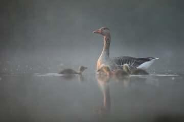 Gęgawa, gęś gęgawa,  (Anser anser) greylag goose © Bartosz Rakoczy