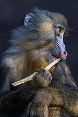 Animal portrait of a mandrill monkey biting a twig with a dark background.
