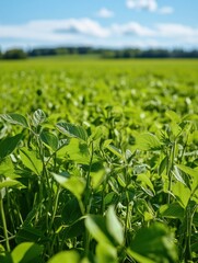 Fototapeta premium The vibrant meadow showcases tall grasses alongside flourishing soybean plants under a clear blue sky, creating a serene agricultural vista. Generative AI