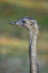 Nandu pampas in head and neck detail.
