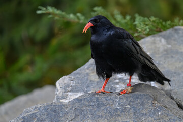Red-billed Jackdaw bird on gray stone.
