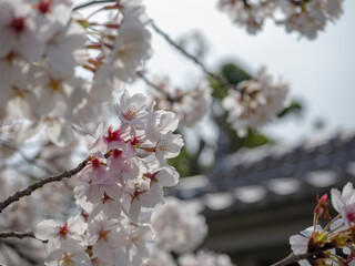 満開の桜