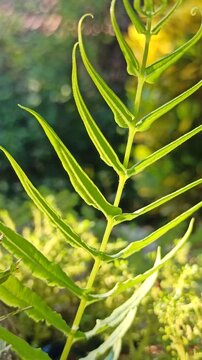 Pteris vittata