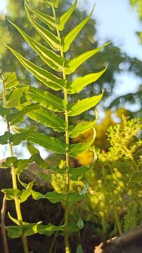 Pteris vittata