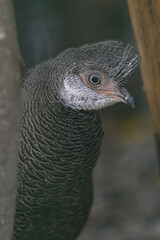 Peacock pheasant bird in detail on the head - male.
