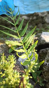 Pteris vittata