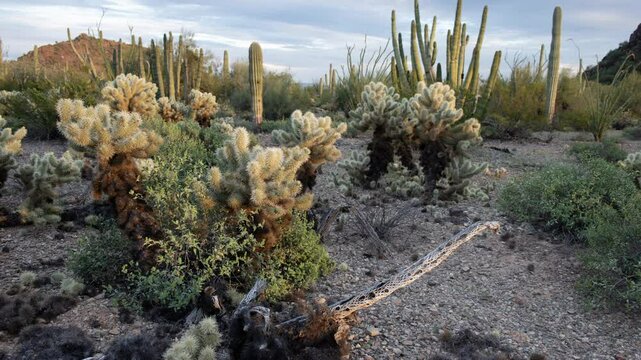 Teddy-bear Cholla, Cylindropuntia bigelovii, and other cacti, Joshua Tree National Park, California