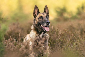 A female belgian malinois dog on a meadow in autumn outdoors