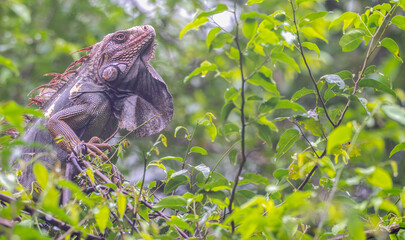 Closeup of a green iguana perched in a tree.