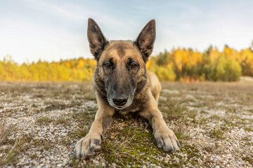 A female belgian malinois dog on a meadow in autumn outdoors