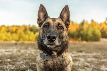 A female belgian malinois dog on a meadow in autumn outdoors
