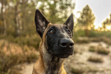 Naklejka premium A female belgian malinois dog on a meadow in autumn outdoors
