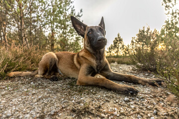 A female belgian malinois dog on a meadow in autumn outdoors