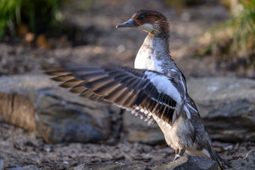 A white guinea fowl flaps its wings on the shore.
