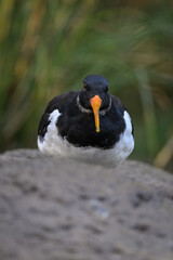 Oystercatcher large bird outdoors in nature.
