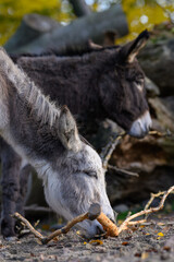 A domestic donkey nibbles on a branch outside.
