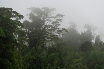 Amazon rainforest trees in mist and fog, Yasuni national park, Ecuador. 