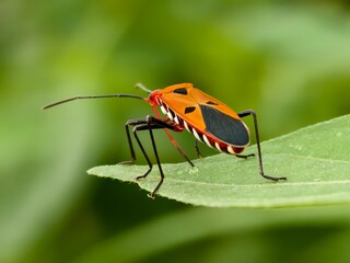 Dysdercus cingulatus on a leaf with blurred background