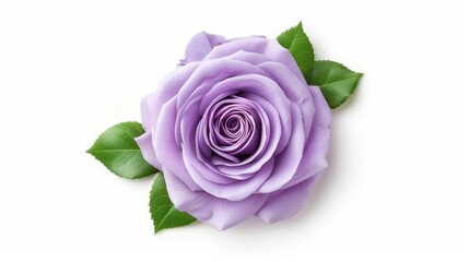 A stunning purple rose blooms beautifully against a crisp white backdrop, showcasing its delicate petals and charm.