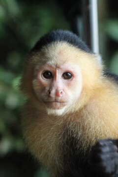 Retrato de mono cariblanco
