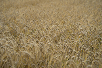 Golden wheat field. Rural landscape. Wheat growing on field. Ear of wheats in the field. Field of...