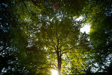 Green leaves on spring tree background. Green leaf forest greenery background. Green leaf forest on blurred greenery background.